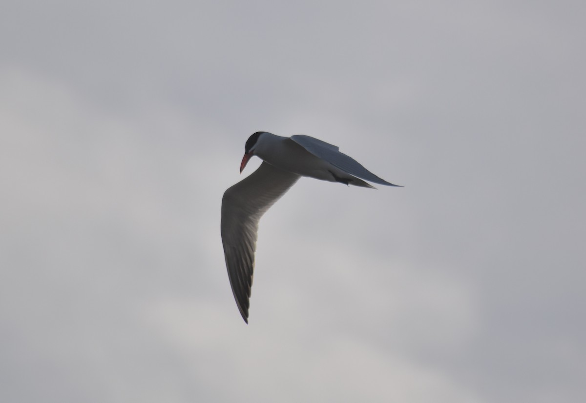 Caspian Tern - ML617158052