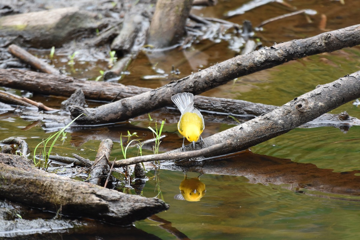 Prothonotary Warbler - ML617158073