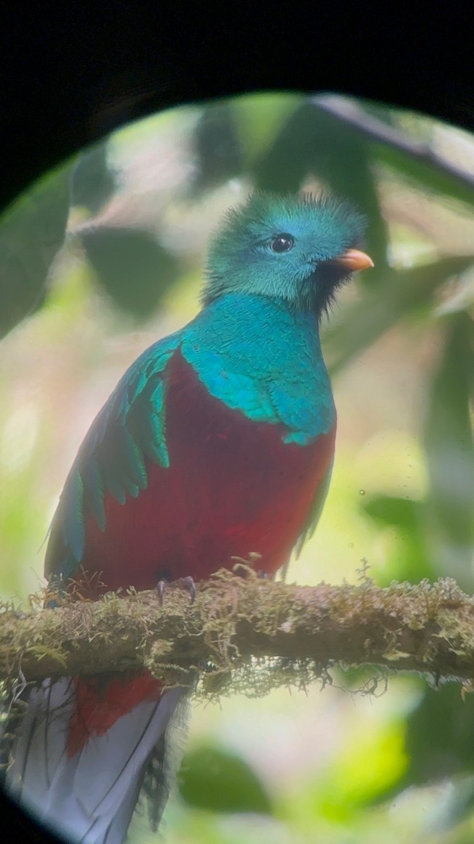 Resplendent Quetzal - ML617158139