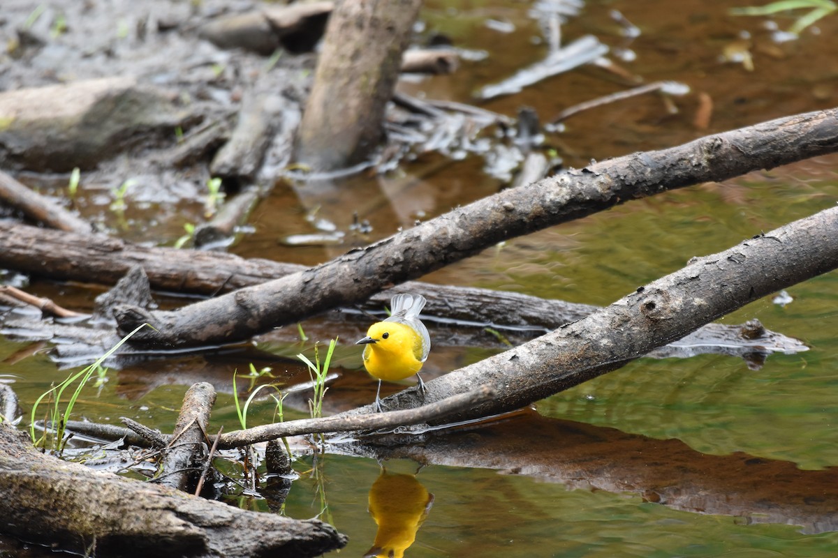 Prothonotary Warbler - ML617158178