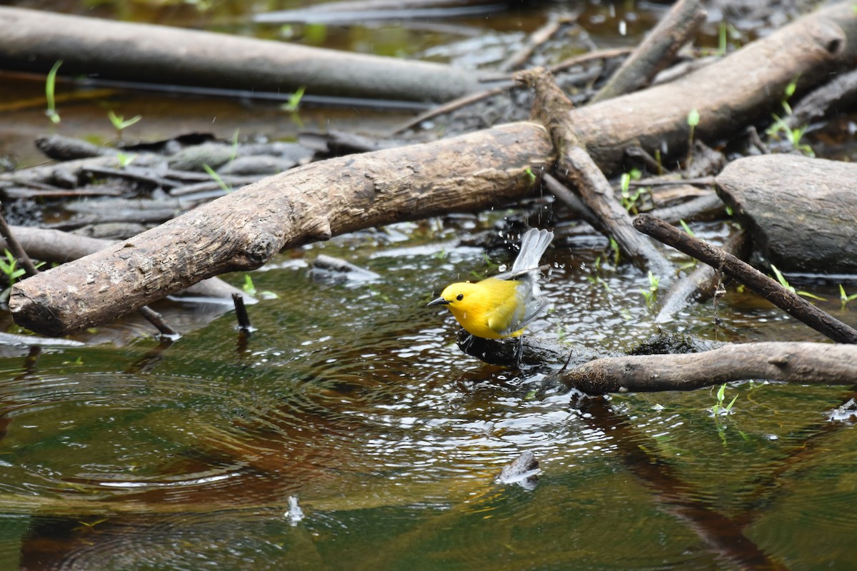 Prothonotary Warbler - ML617158196