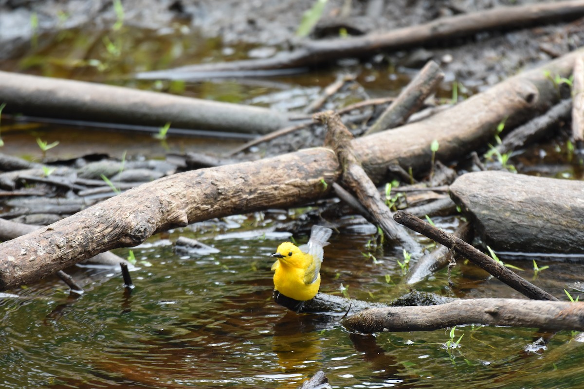 Prothonotary Warbler - ML617158214