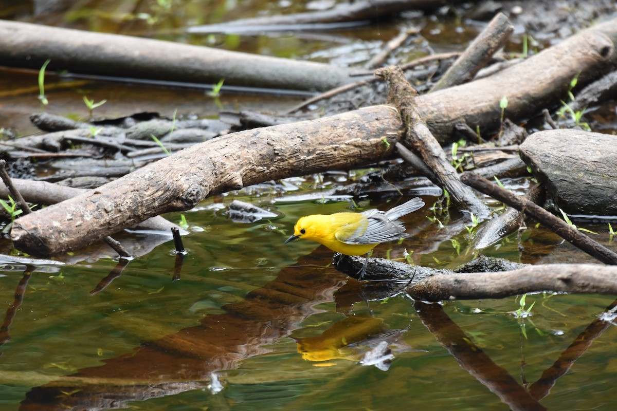 Prothonotary Warbler - ML617158225