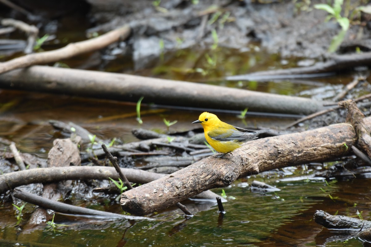 Prothonotary Warbler - ML617158232