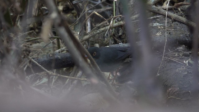 Slaty-backed Nightingale-Thrush - ML617158267