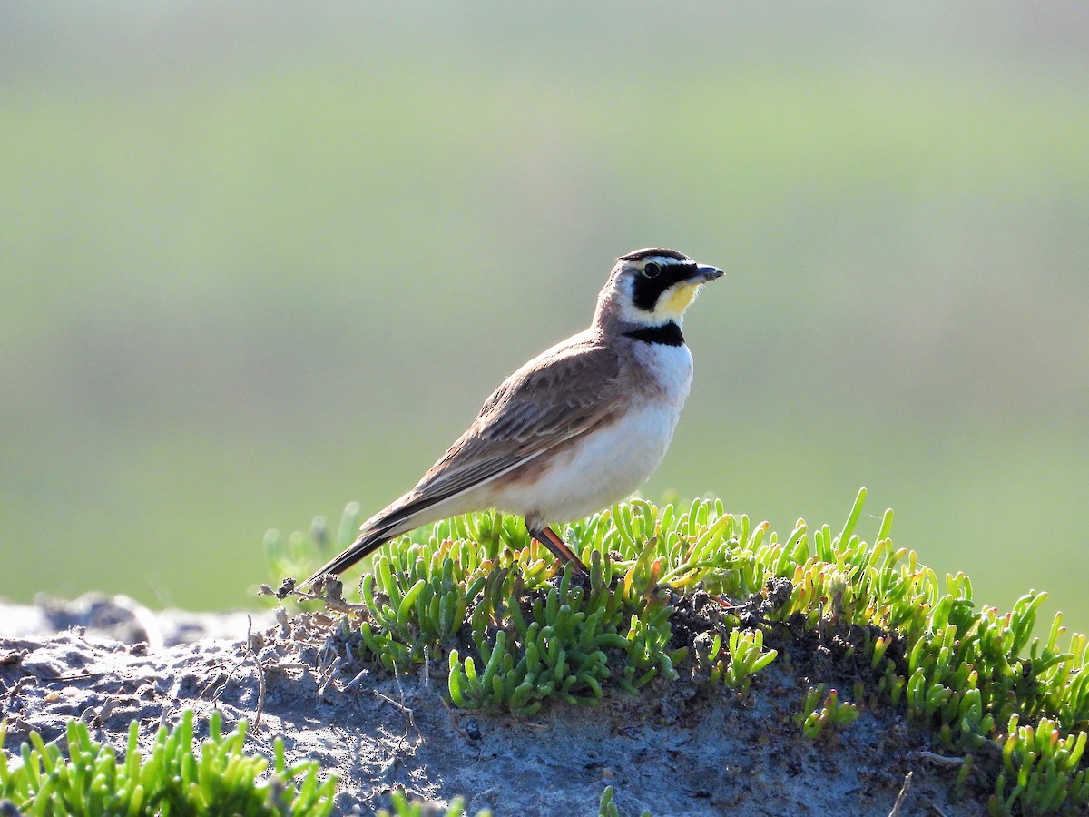 Horned Lark - ML617158299