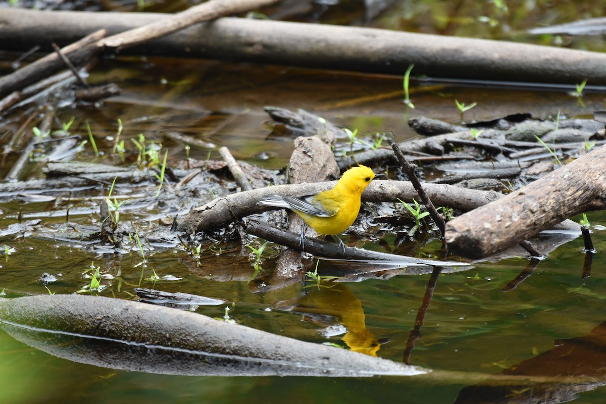 Prothonotary Warbler - ML617158306