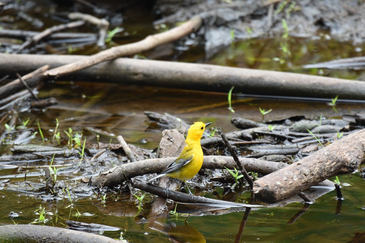 Prothonotary Warbler - ML617158308
