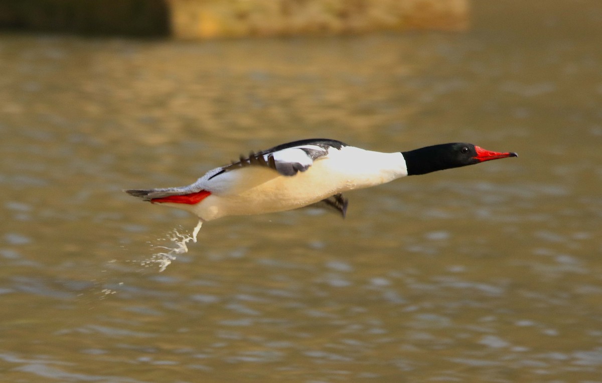 Common Merganser - ML617158311