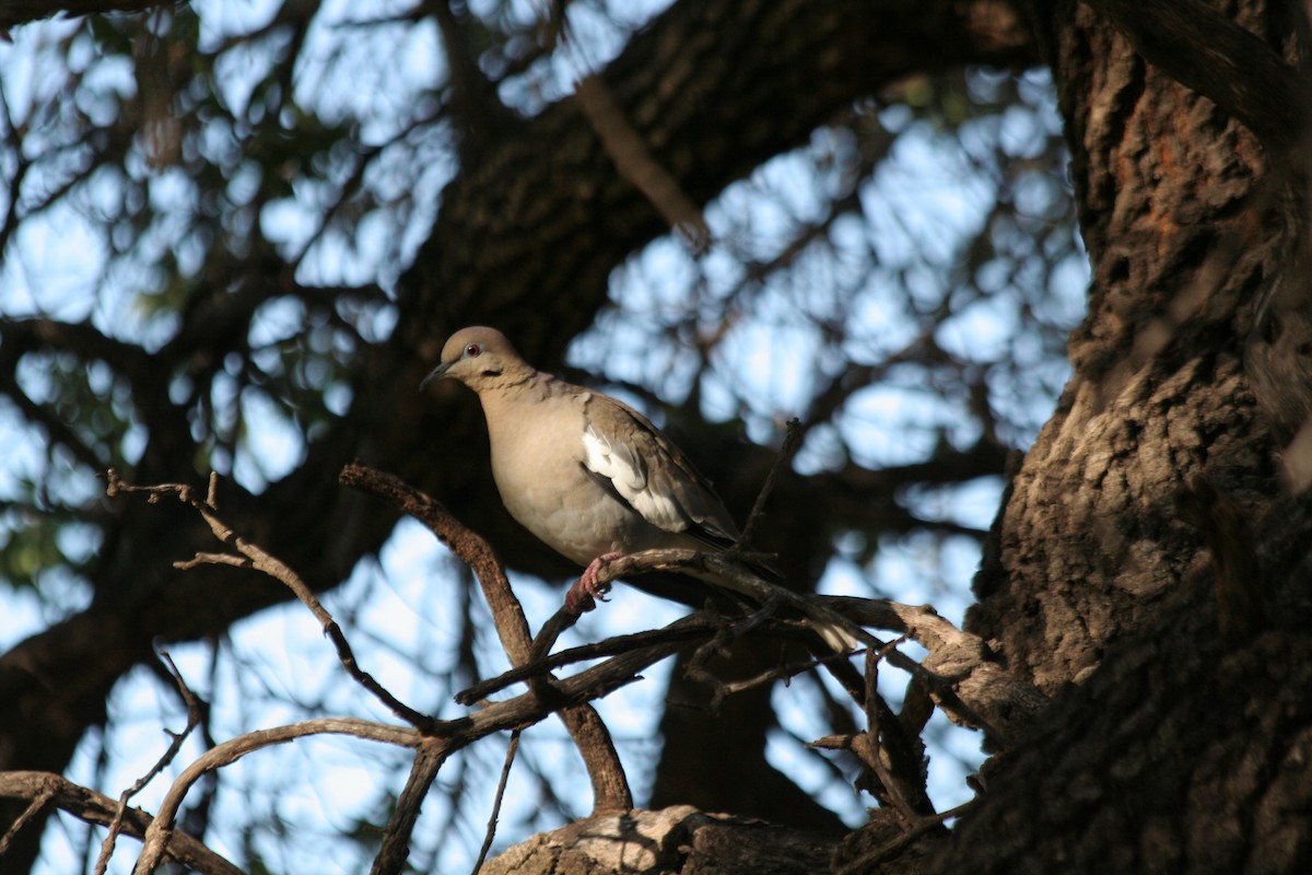 White-winged Dove - Florence King