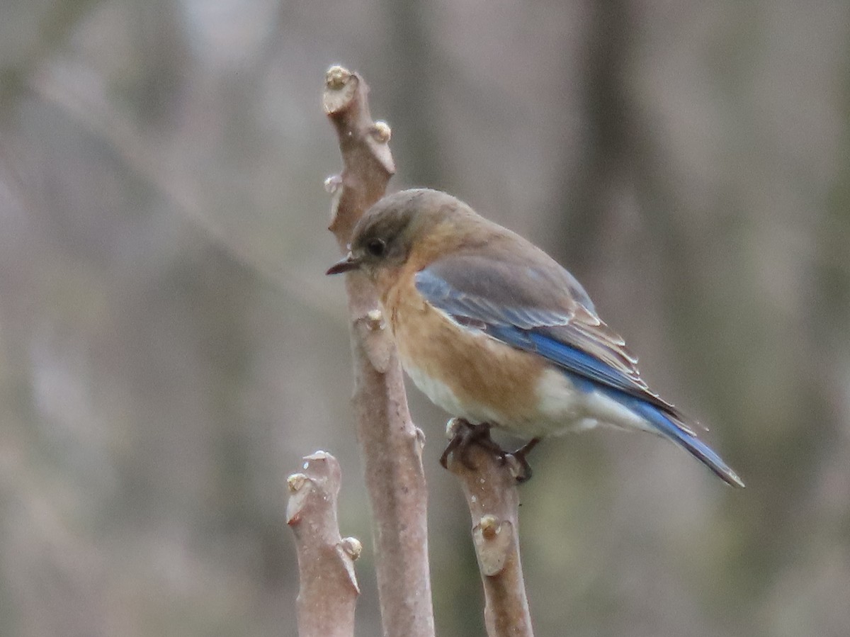 Eastern Bluebird - ML617158349