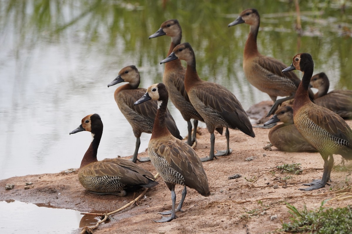 White-faced Whistling-Duck - ML617158352