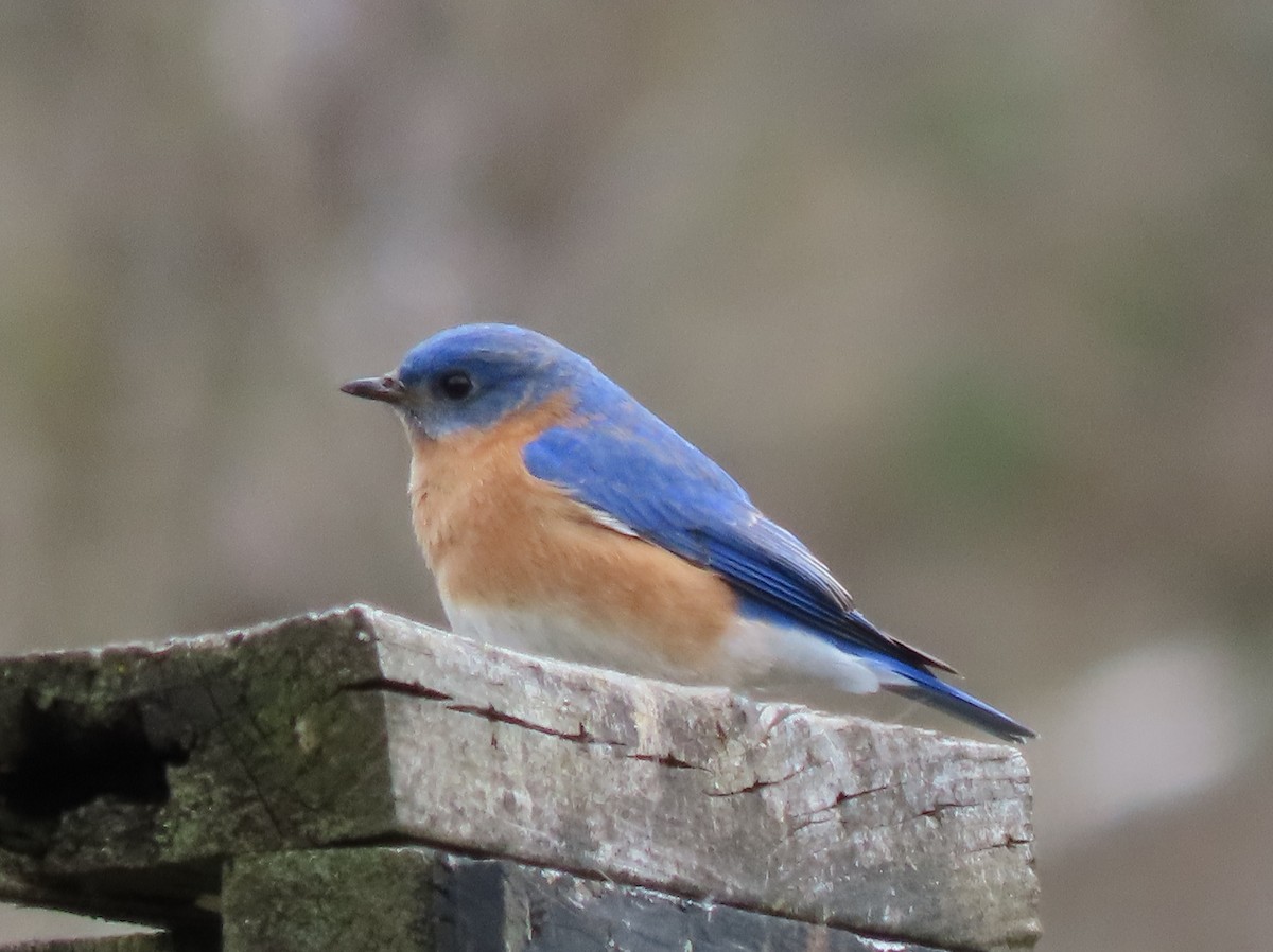 Eastern Bluebird - ML617158357