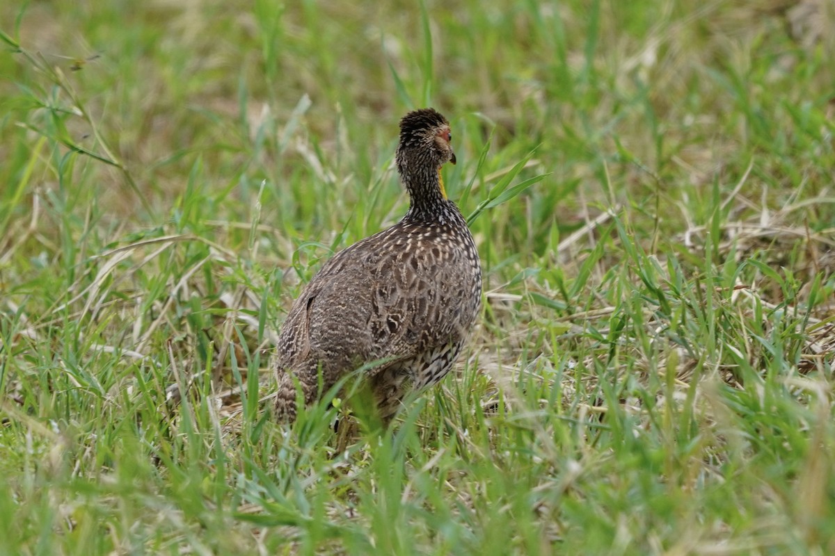 Yellow-necked Spurfowl - ML617158364