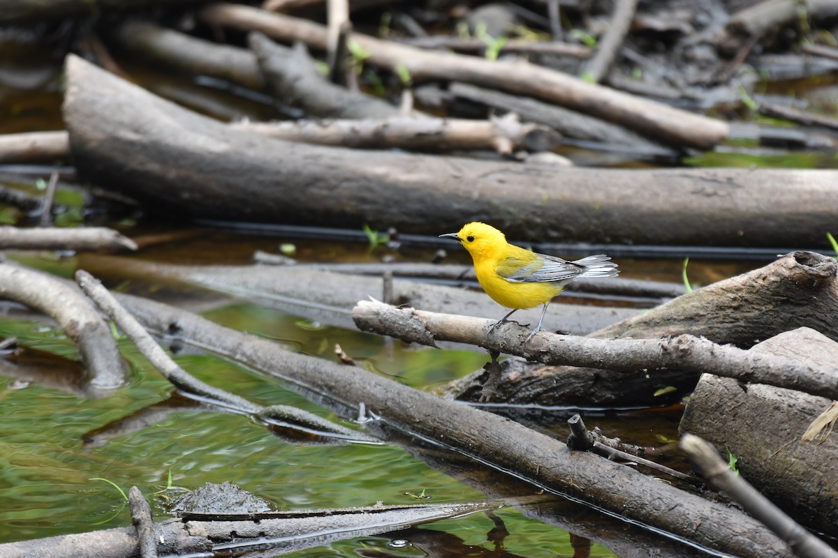 Prothonotary Warbler - ML617158372
