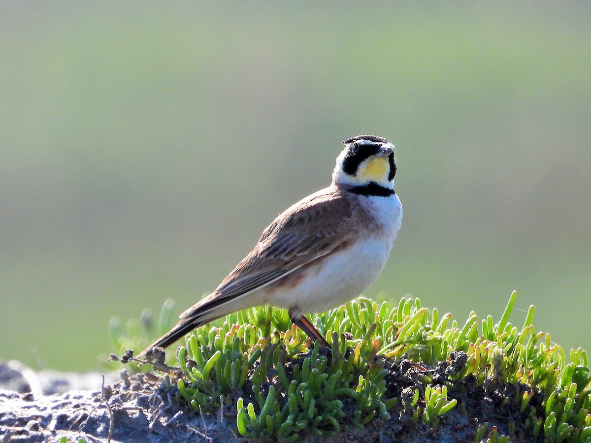 Horned Lark - ML617158384