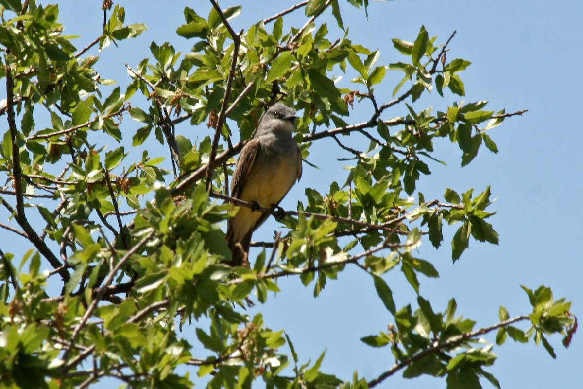 Cassin's Kingbird - Florence King