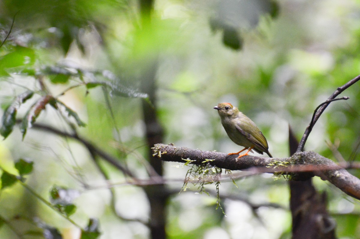 Long-tailed Manakin - Anita Morales