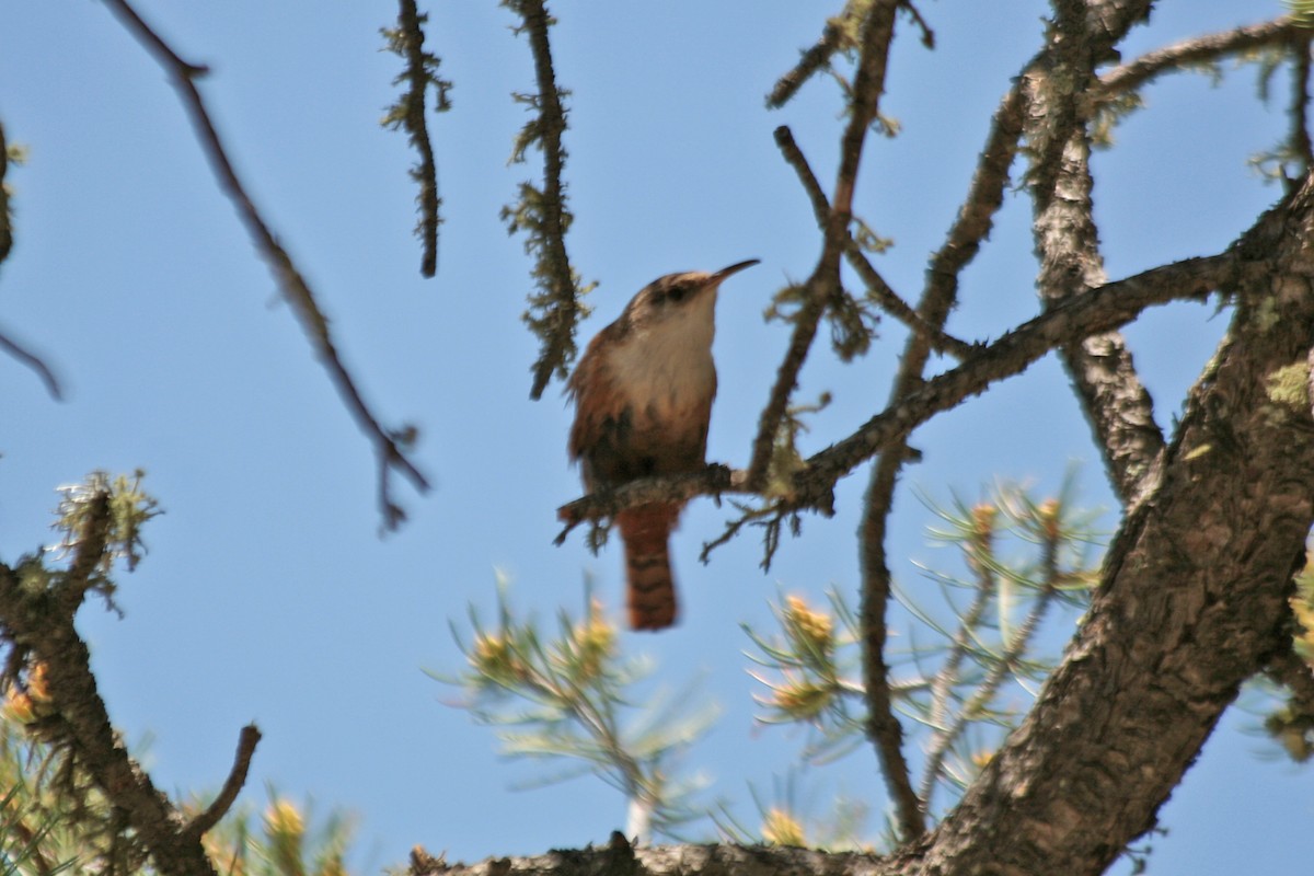 Canyon Wren - Florence King