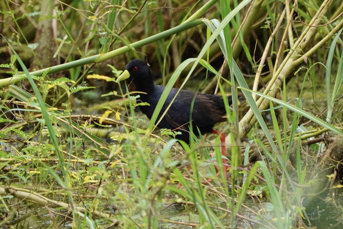 Marouette à bec jaune - ML617158421