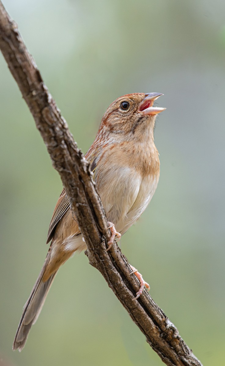Bachman's Sparrow - ML617158428
