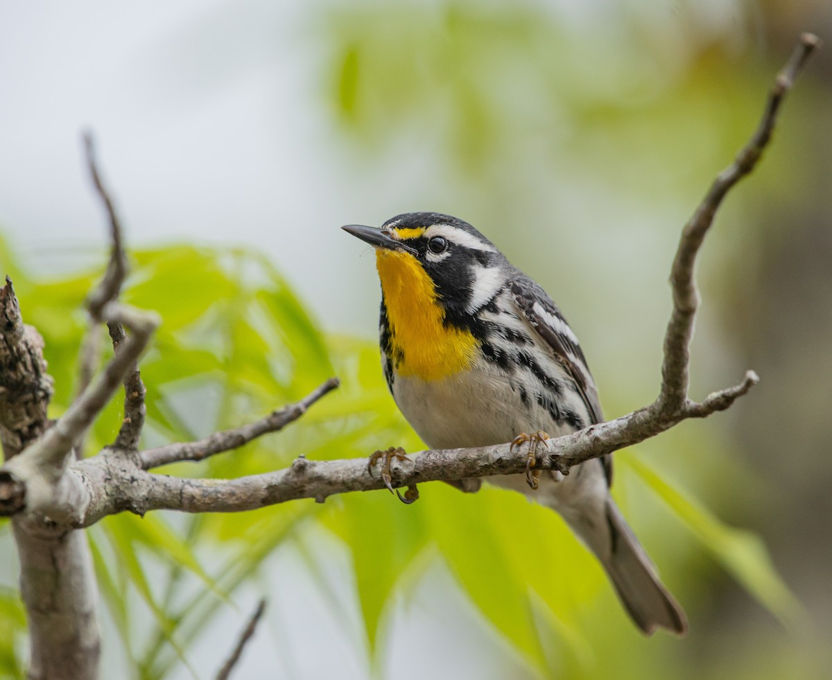 Yellow-throated Warbler - ML617158453