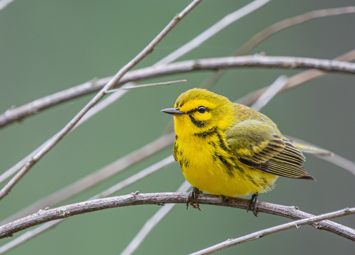 Prairie Warbler - ML617158458