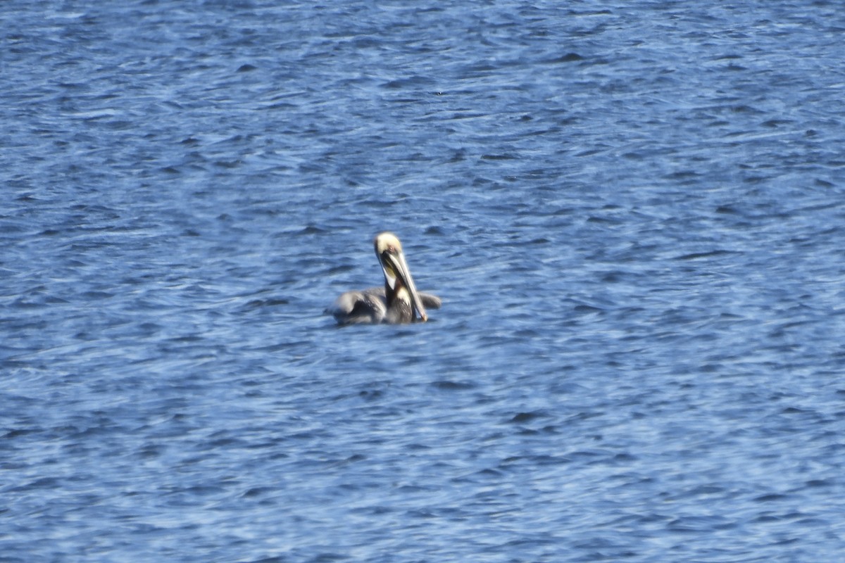 Brown Pelican - ML617158477