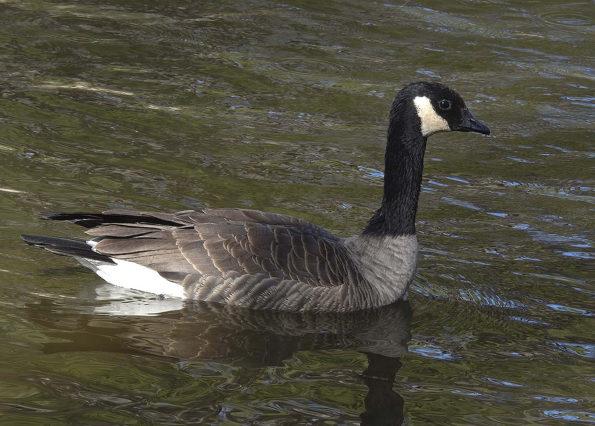 Cackling Goose - ML617158495