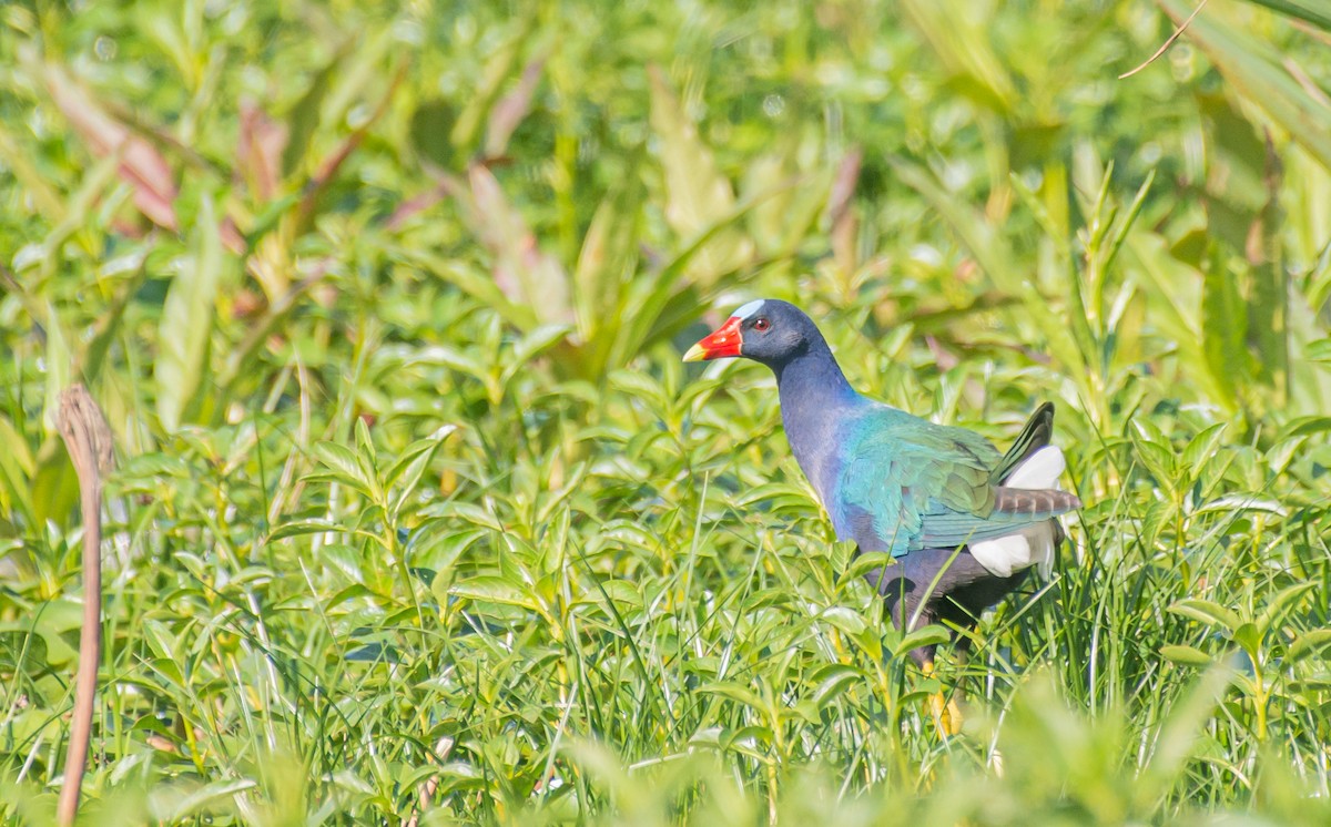 Purple Gallinule - ML617158497