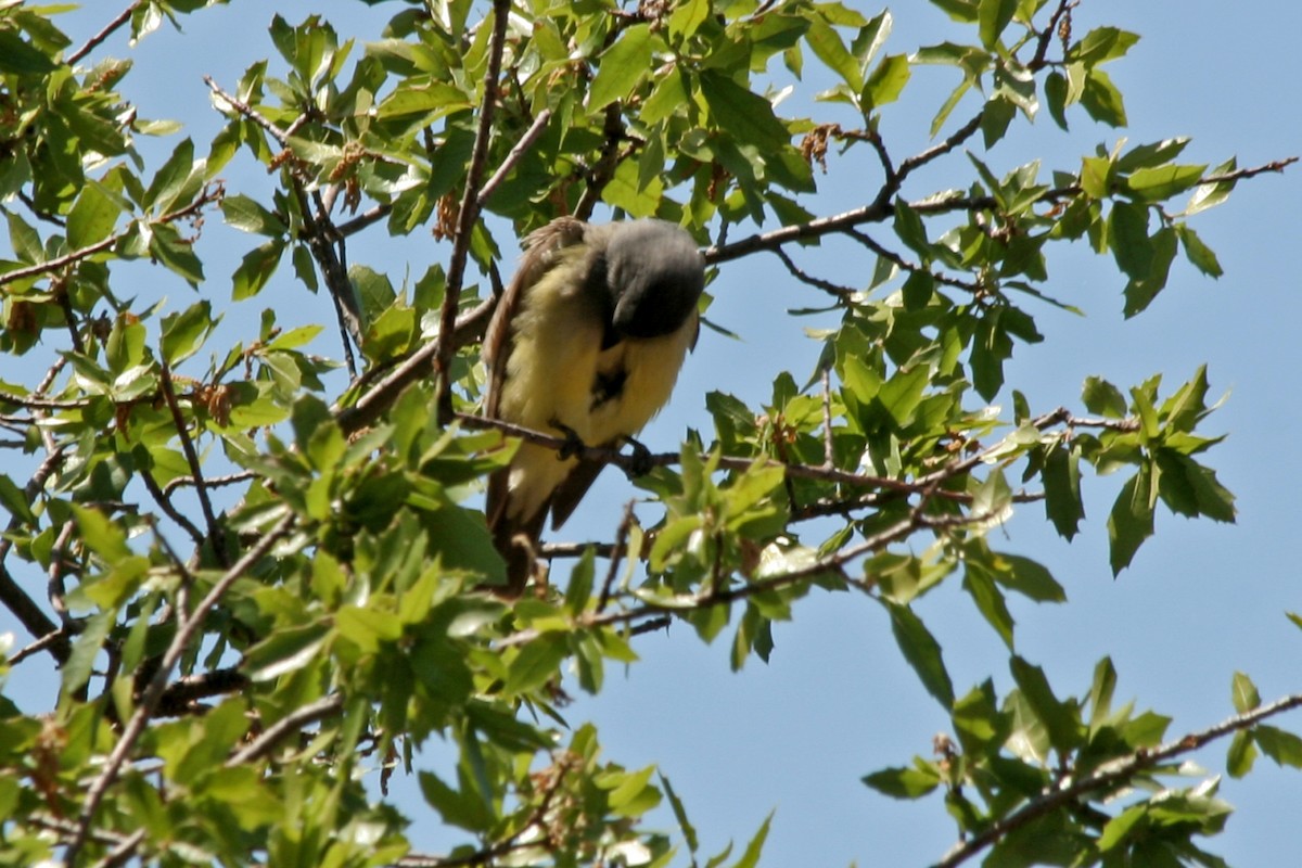 Cassin's Kingbird - Florence King