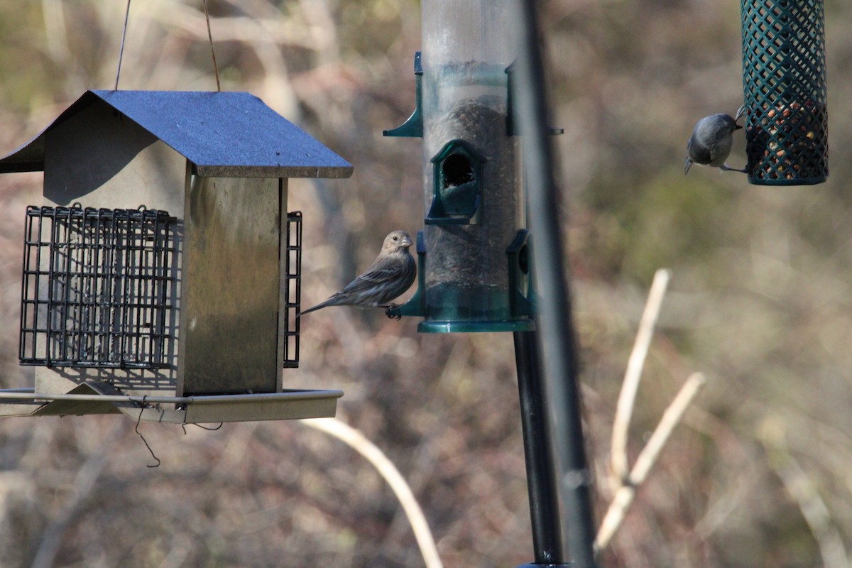 House Finch - ML617158518