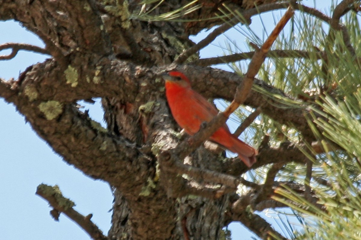 Hepatic Tanager - Florence King