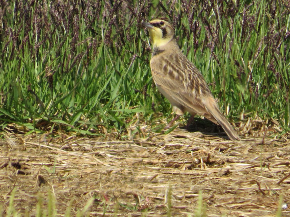 Horned Lark - ML617158521