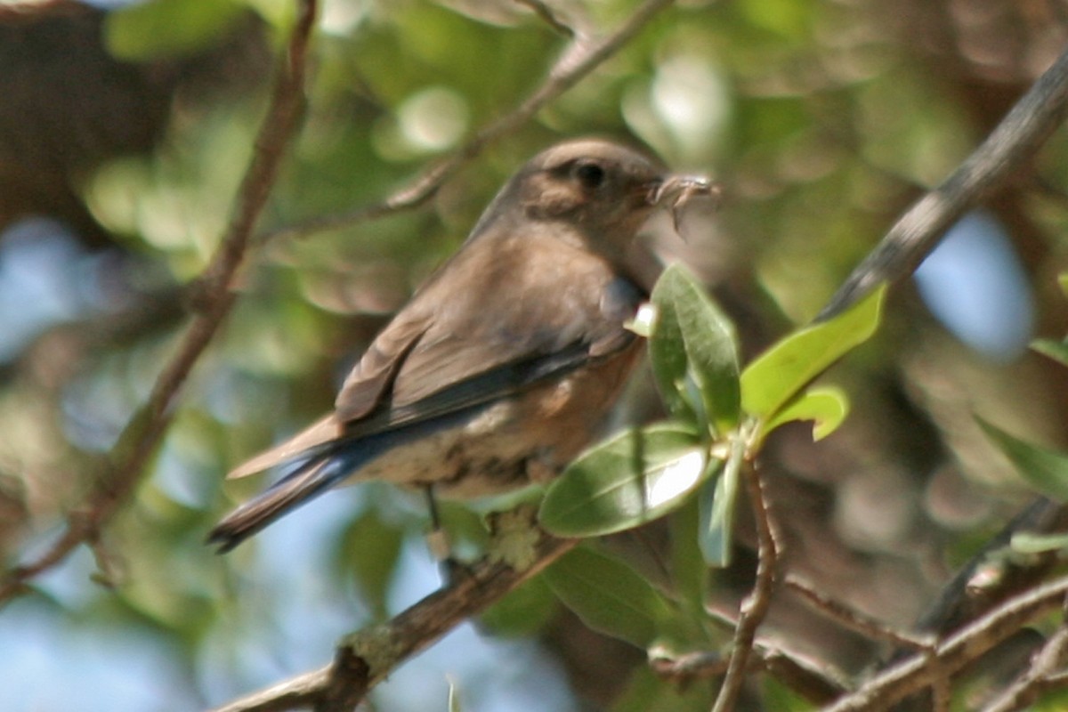 Western Bluebird - ML617158550