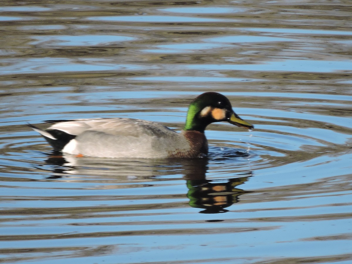 duck sp. - Cal Cuthbert