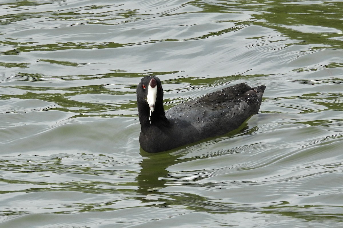 American Coot - ML617158597