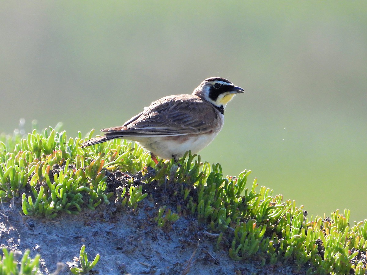 Horned Lark - Carol Ann Krug Graves