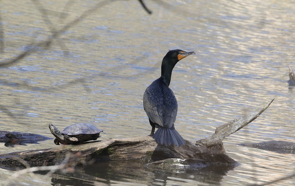 Double-crested Cormorant - ML617158659