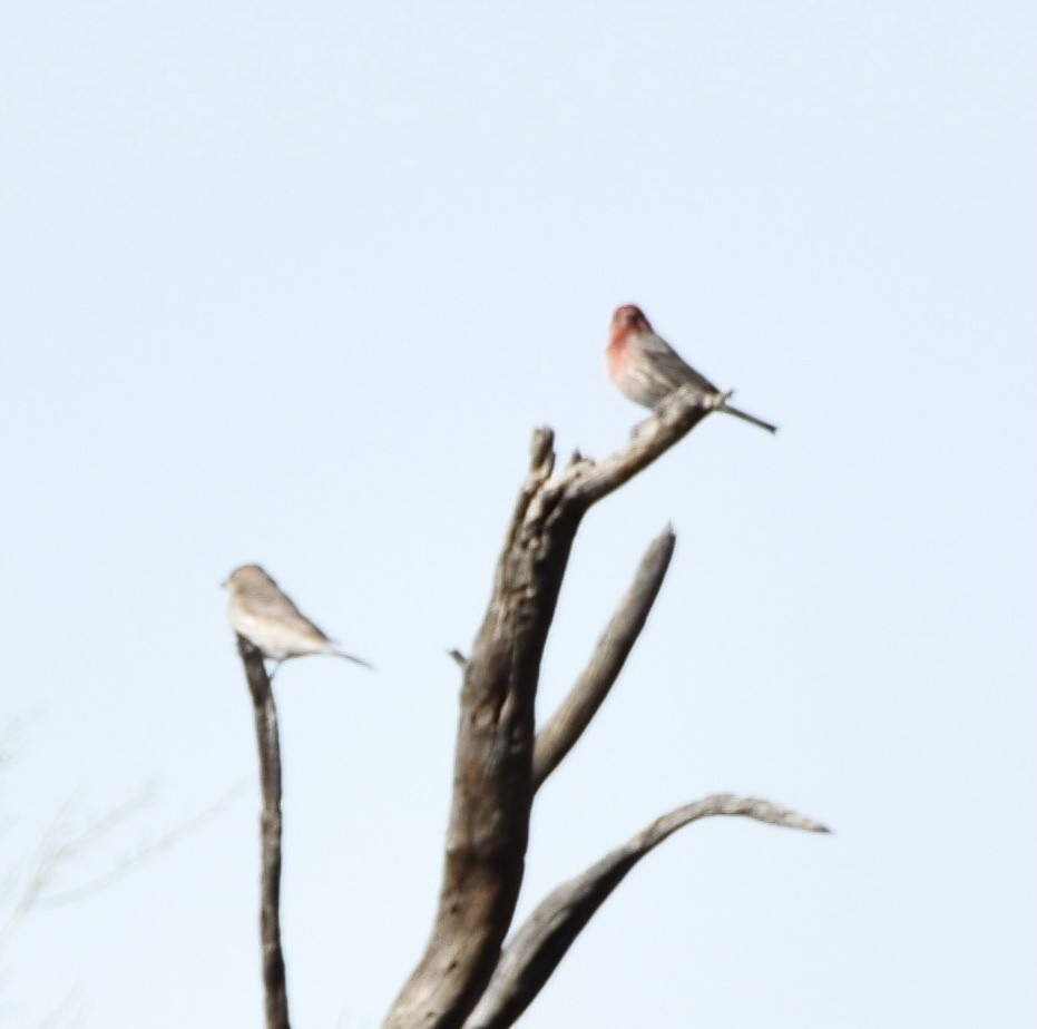 House Finch - ML617158663