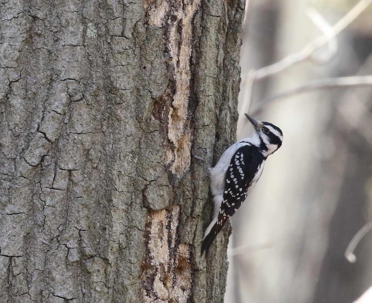 Hairy Woodpecker (Eastern) - ML617158664