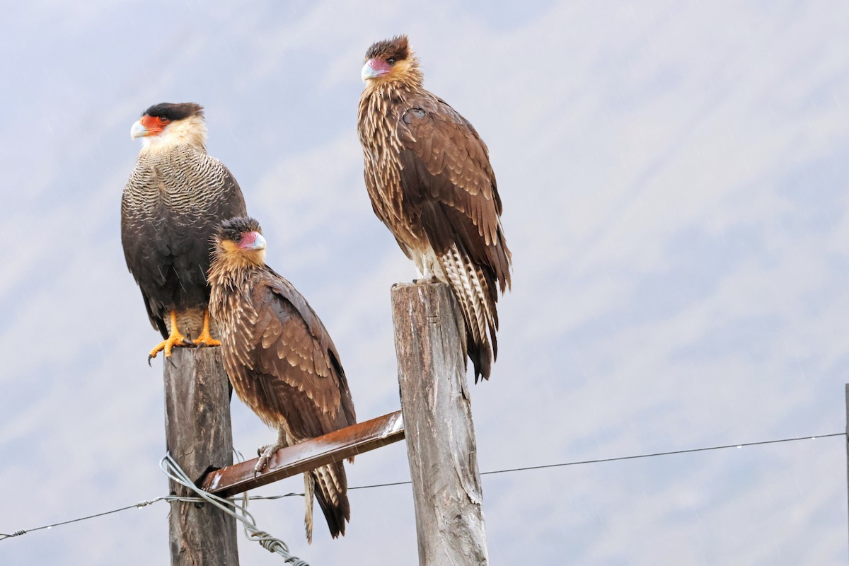 Crested Caracara (Southern) - ML617158666