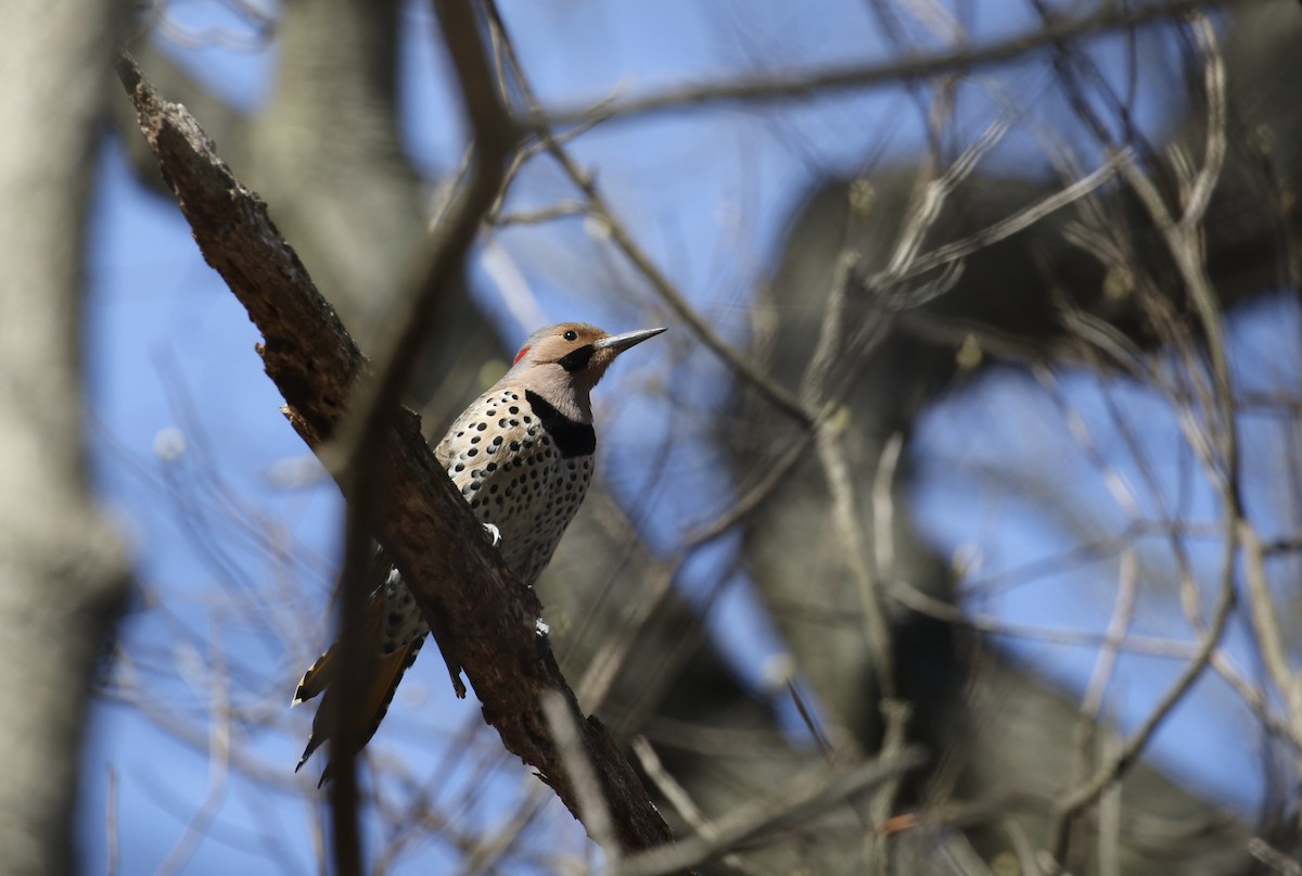 Northern Flicker (Yellow-shafted) - ML617158667