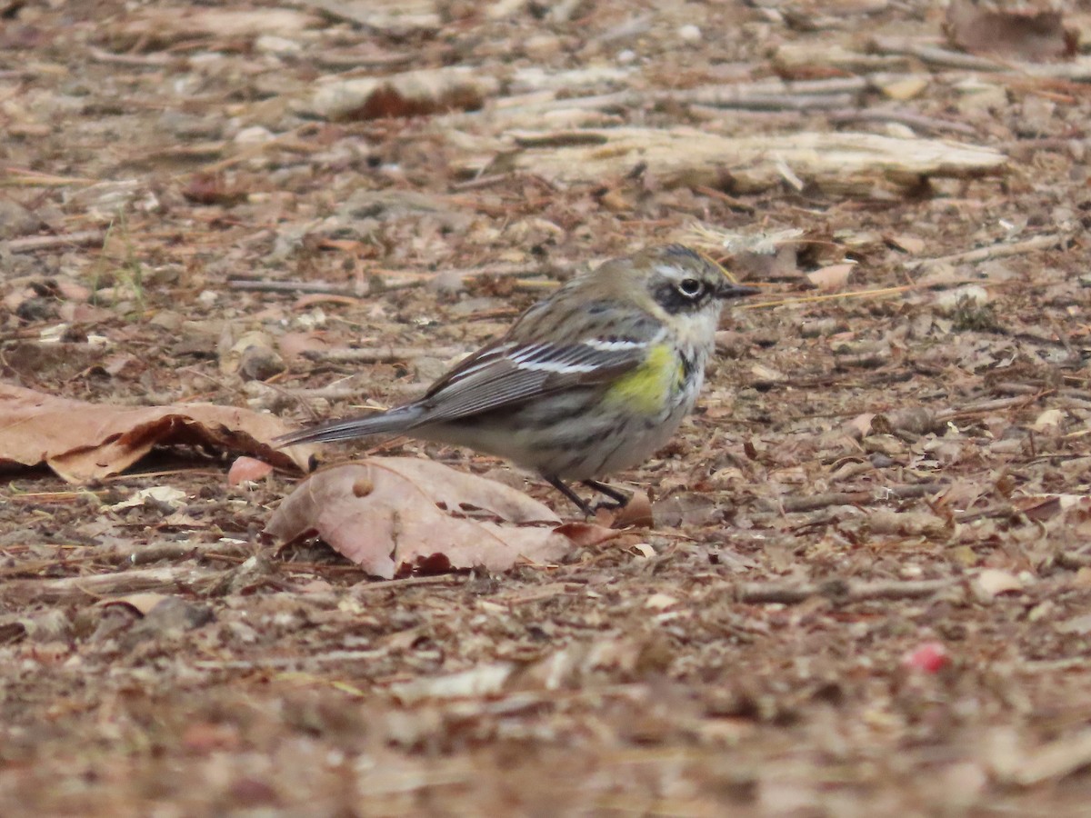 Yellow-rumped Warbler - Teresa Noel