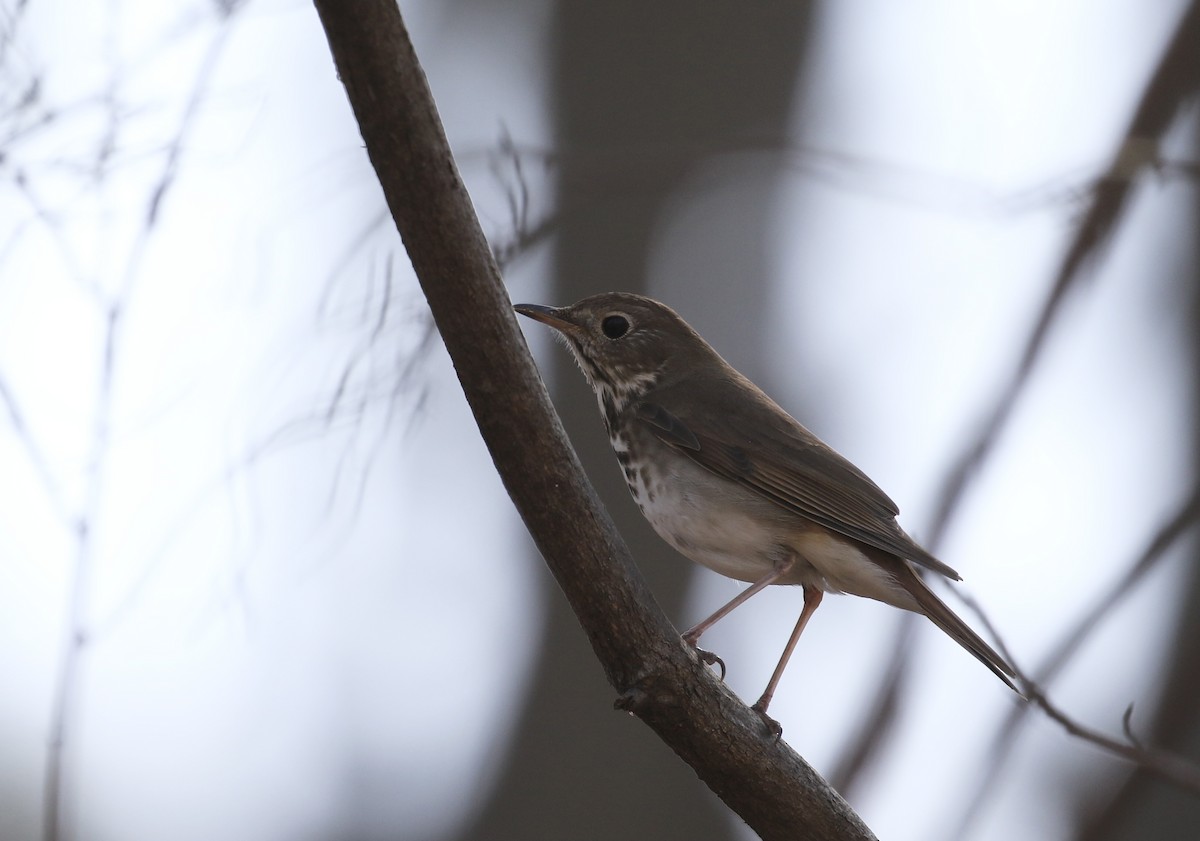 Hermit Thrush - ML617158679