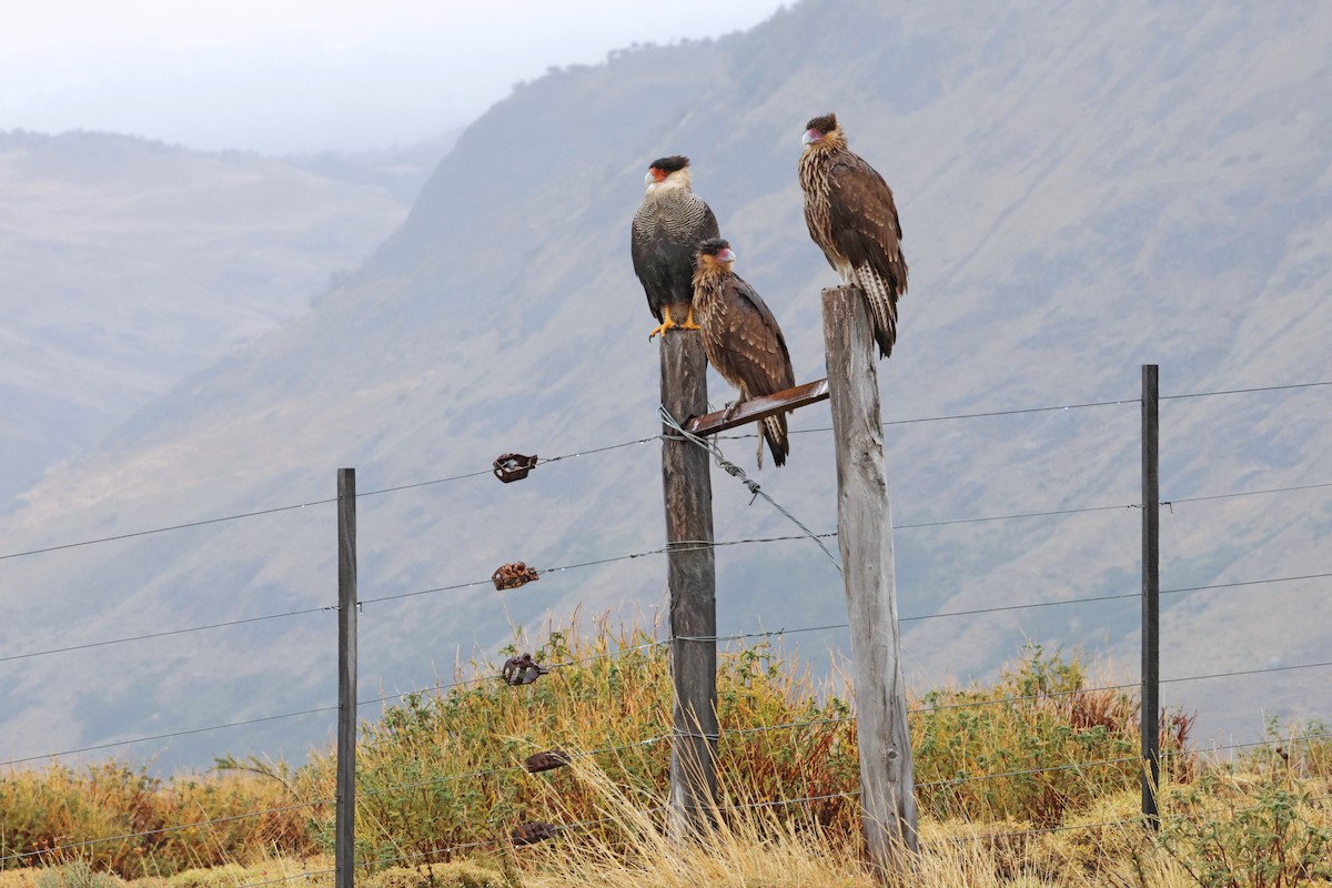 Crested Caracara (Southern) - ML617158686