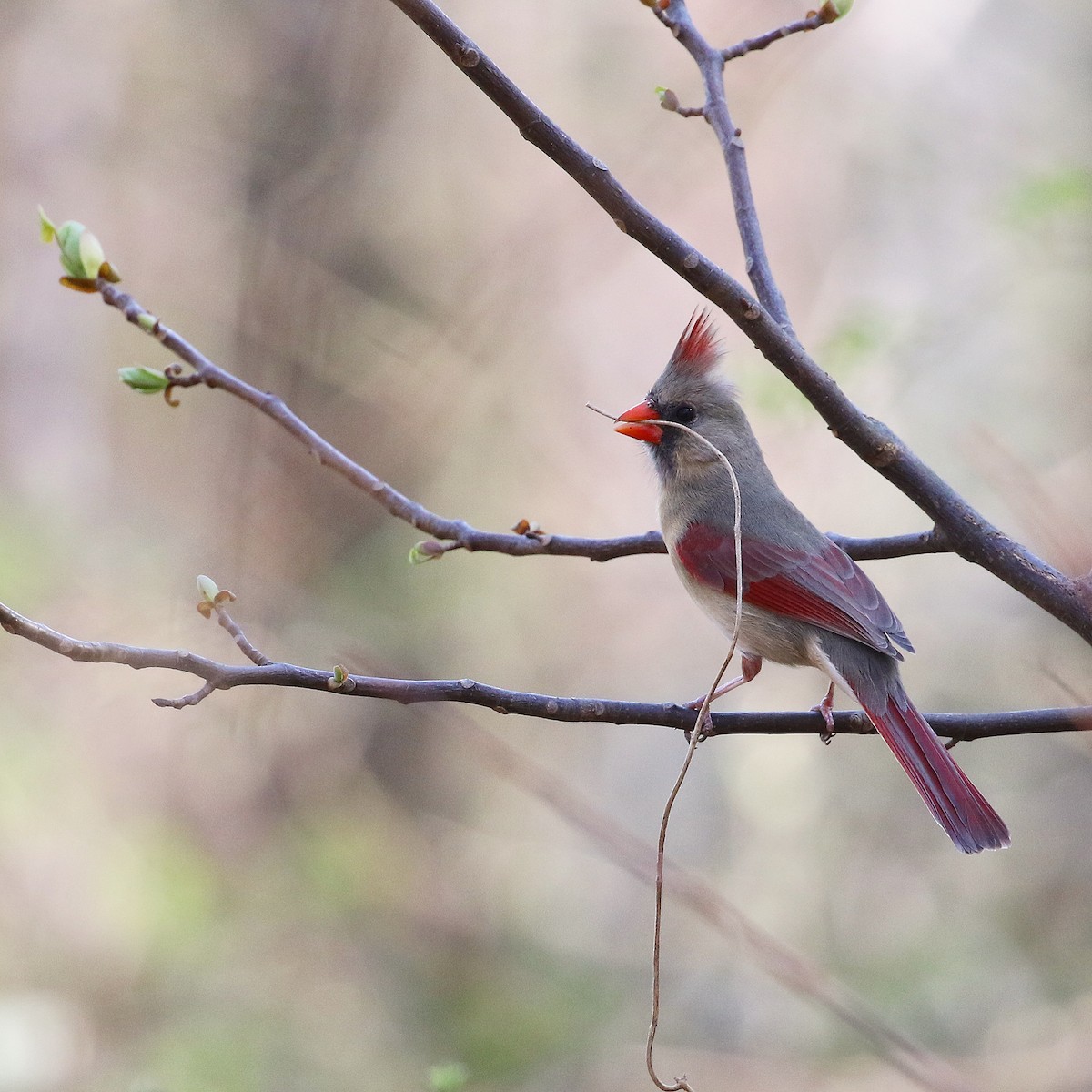 Northern Cardinal - ML617158708