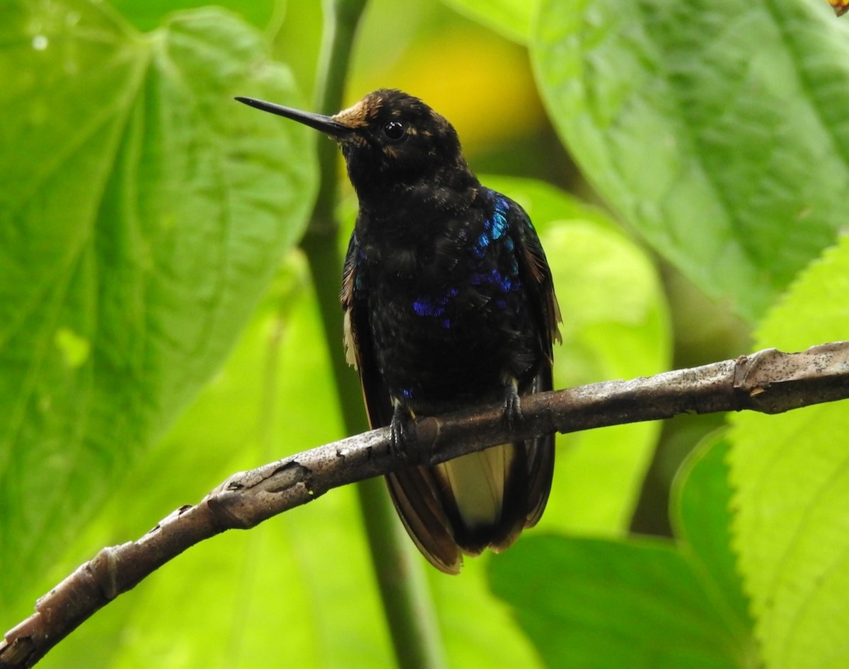 kolibřík hyacintový - ML617158724