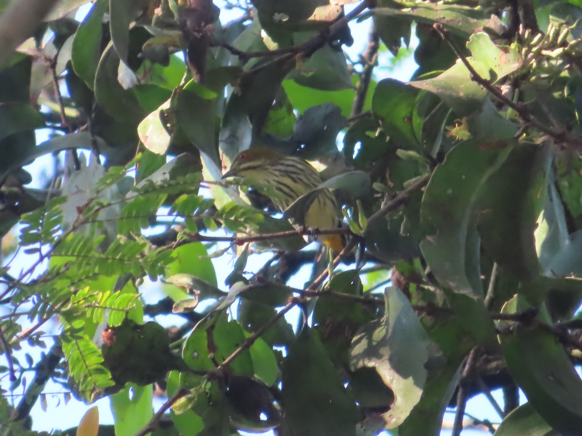 Yellow-vented Flowerpecker - J.A. Jensen