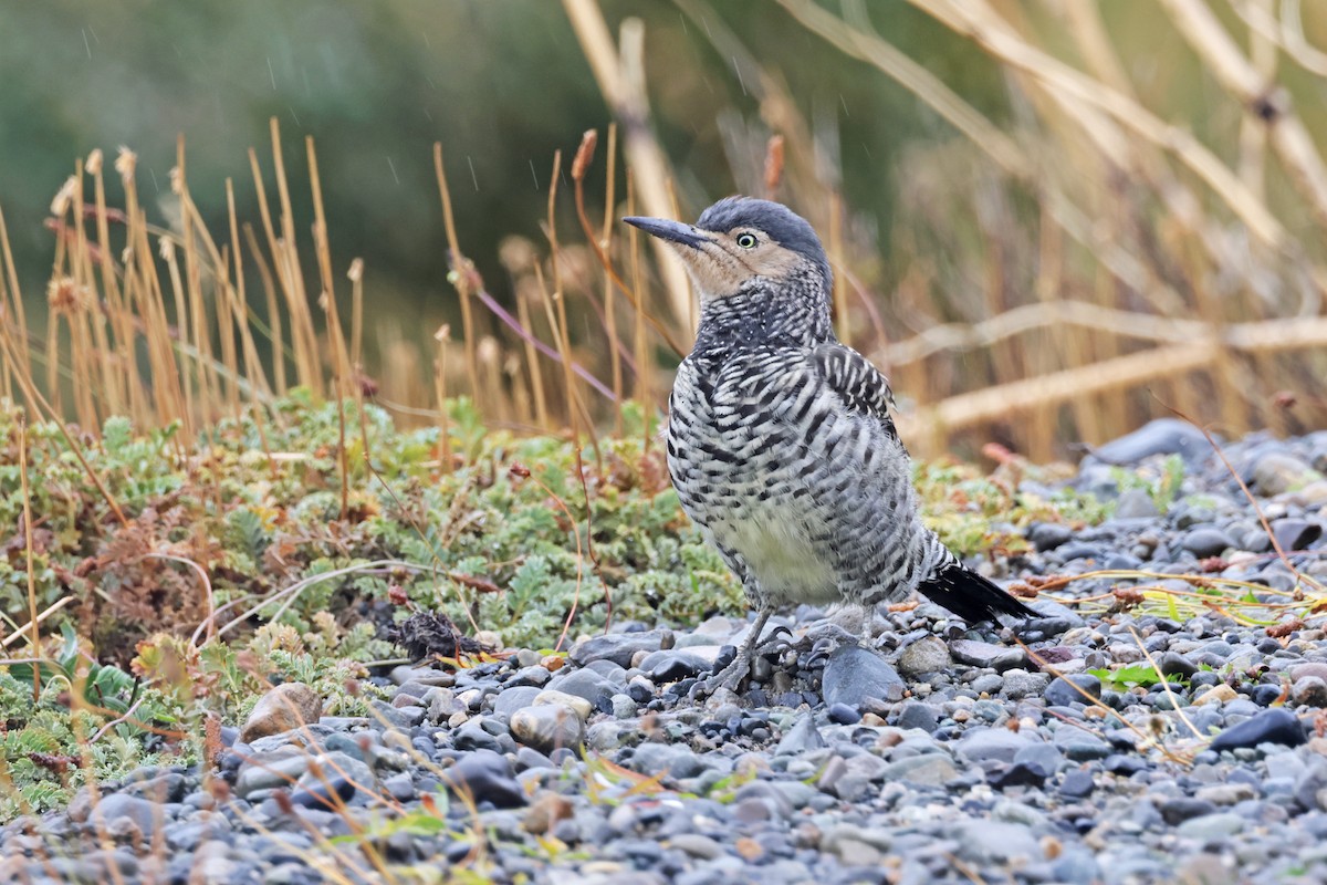 Chilean Flicker - ML617158761